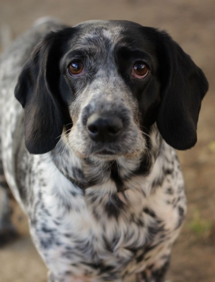 Бассет хаунд