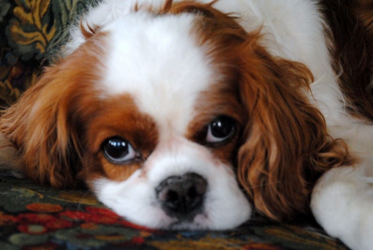 Маленькая собачка с длинными ушками