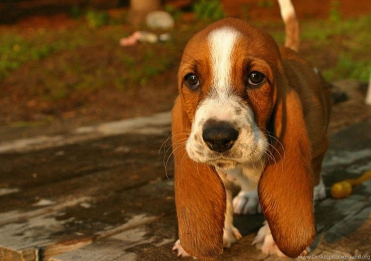 Собаки с длинными ушами спаниель черный