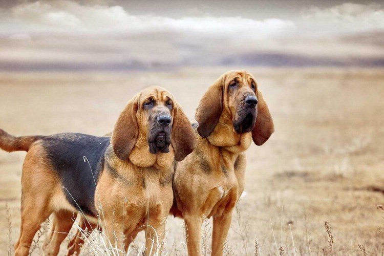 Ушастый Бассет-хаунд