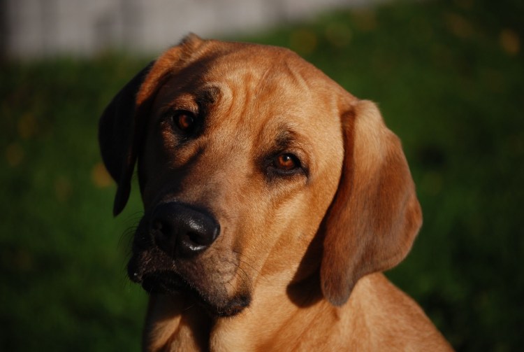 Бладхаунд гончая собака
