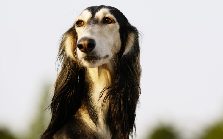 Бассет хаунд маленький