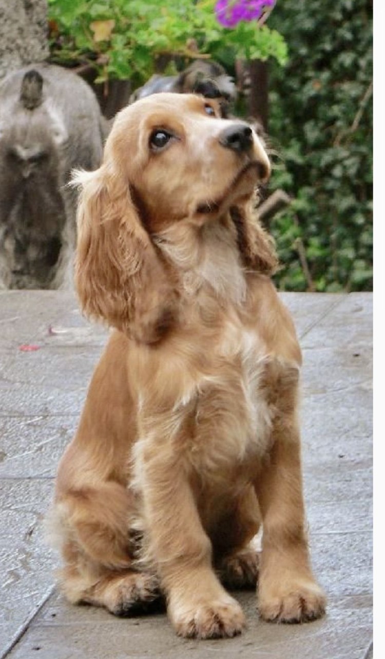 Филд спаниель