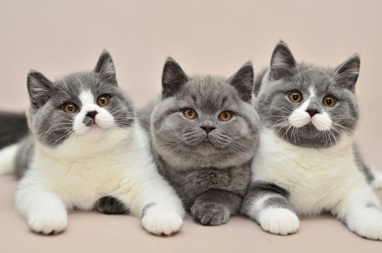 Британская короткошёрстная кошка котята