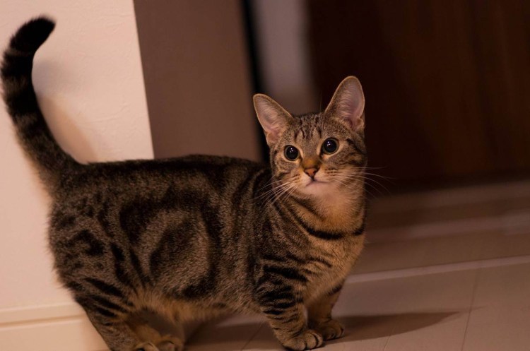 Манчкин кошка короткошерстная