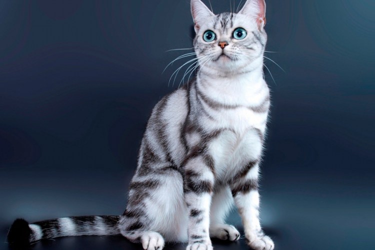 Американские короткошерстные коты