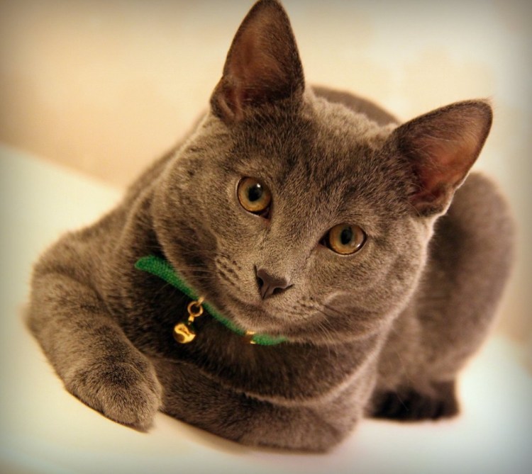 Картезианская кошка короткошерстная