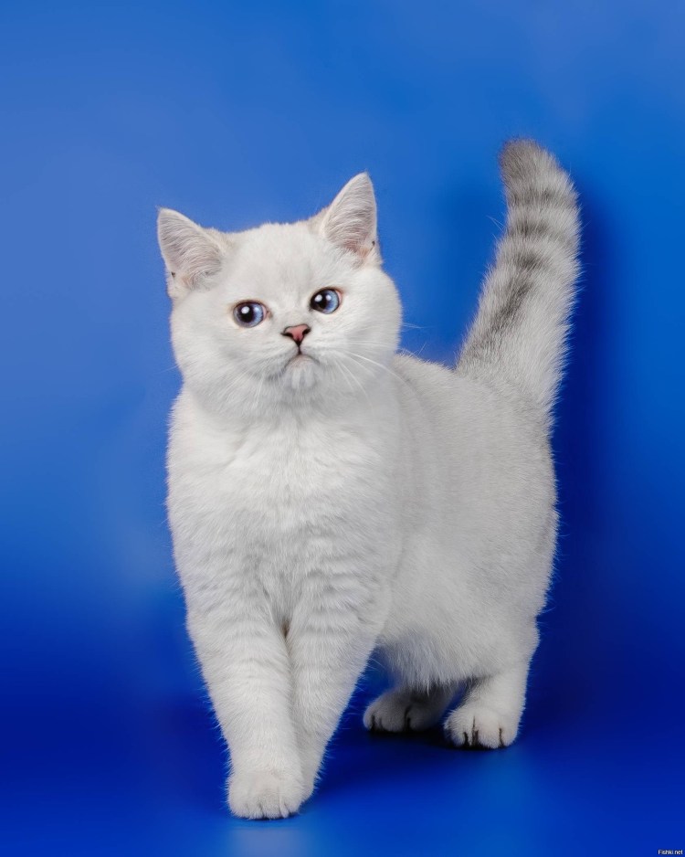 Шотландская короткошерстная шиншилла