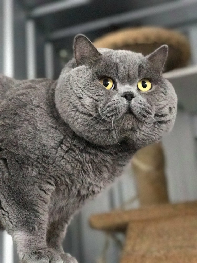 Британская короткошёрстная кошка