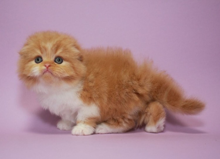 Хайленд фолд персиковый