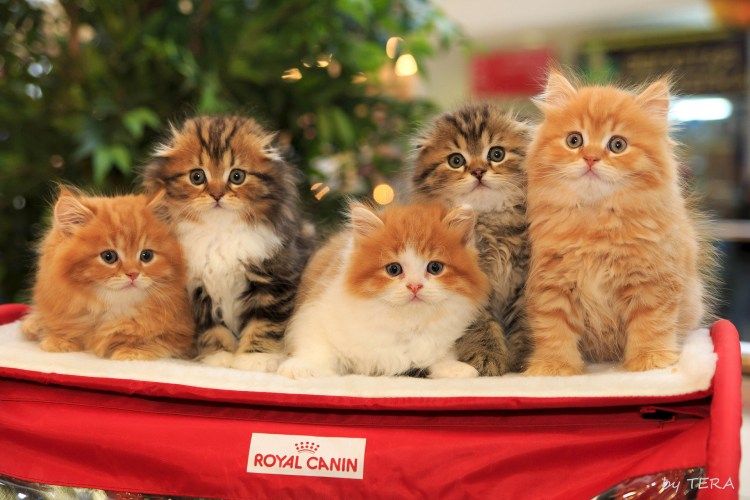 Длинношерстные котята рыжики