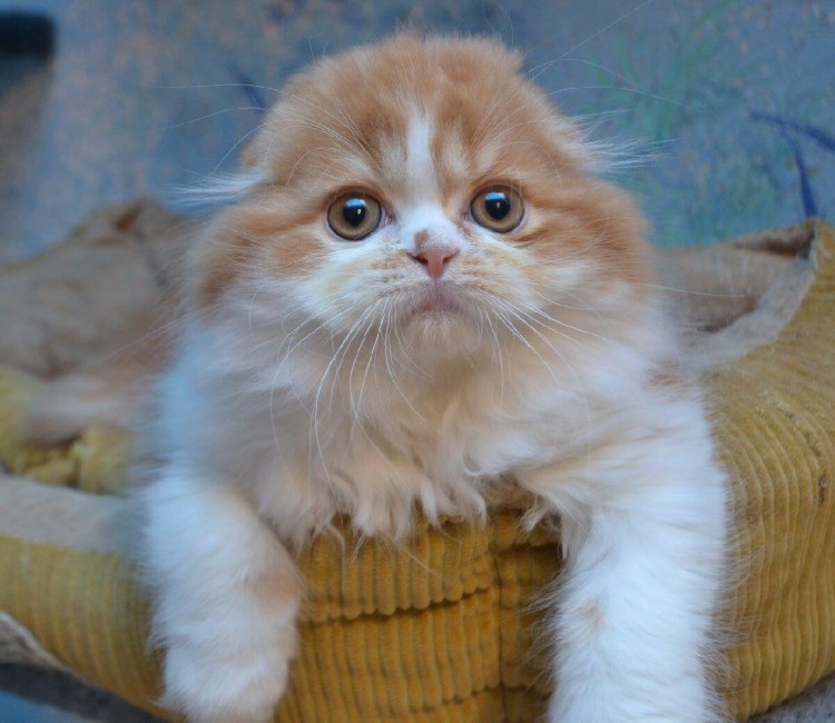 Хайленд фолд рыжий