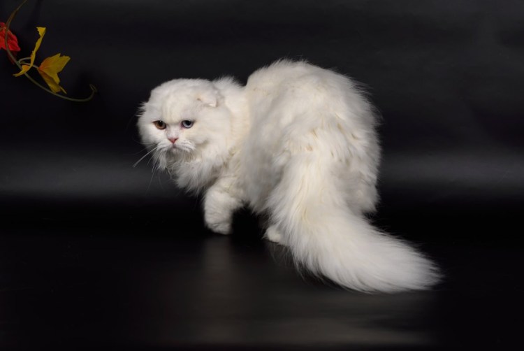 Белый хайленд фолд котенок