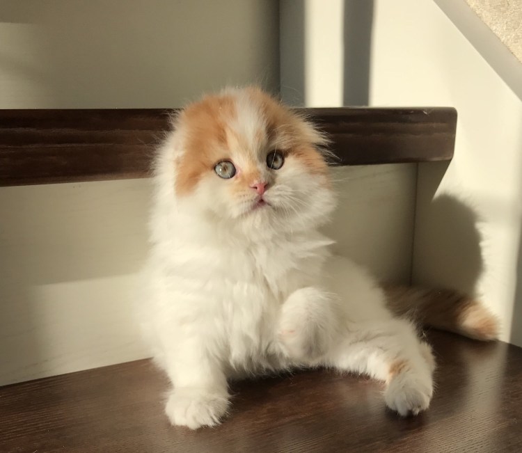 Хайленд-фолд Шотландская вислоухая длинношерстная