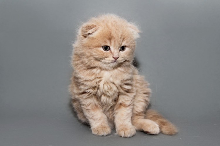 Манчкин британец вислоухий