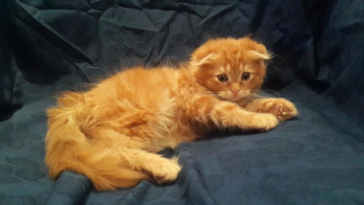 Скоттиш фолд рыжий длинношерстный