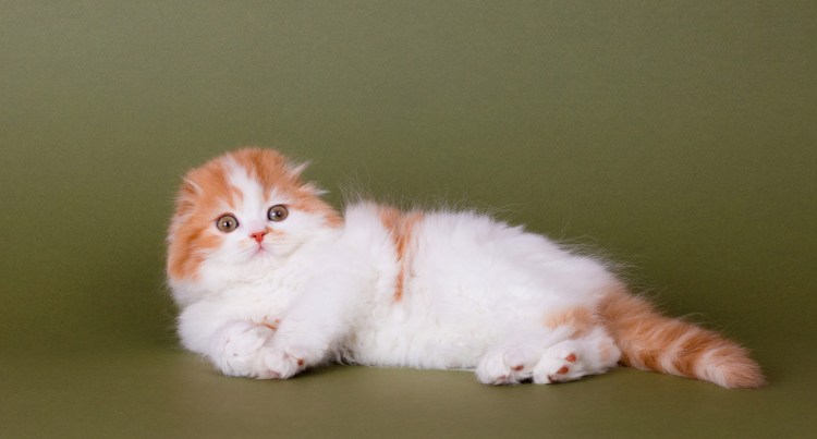 Скоттиш фолд длинношерстный прямоухий