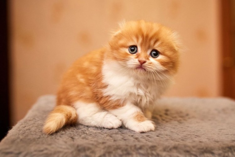 Хайленд-фолд Шотландская