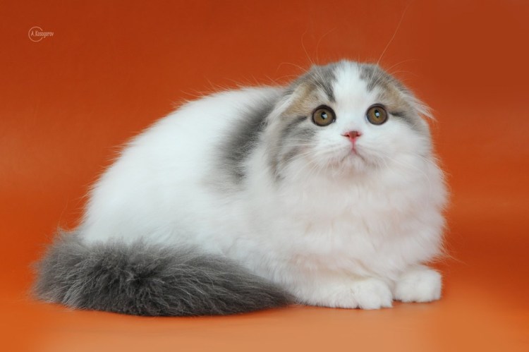 Порода хайленд фолд