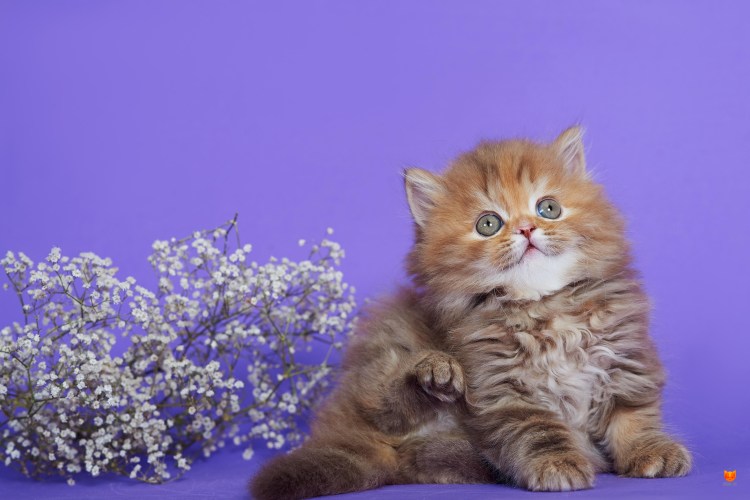 Шотландская прямоухая кошка хайленд страйт