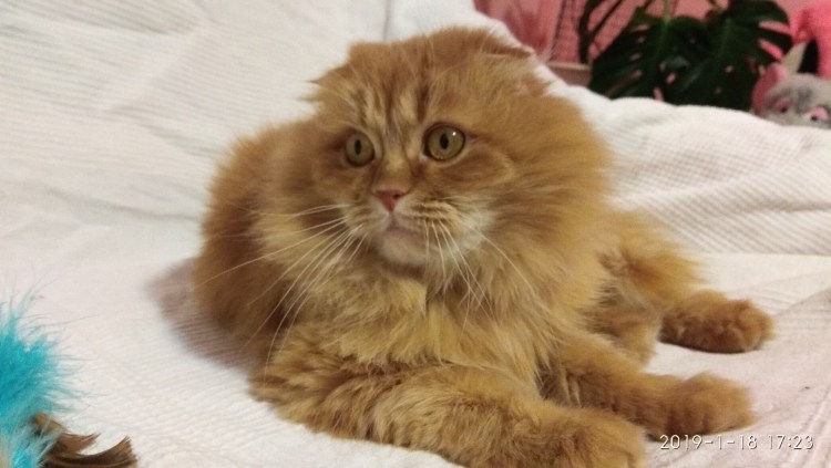 Хайленд фолд рыжий