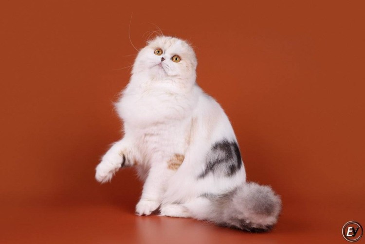 Хайленд фолд табби