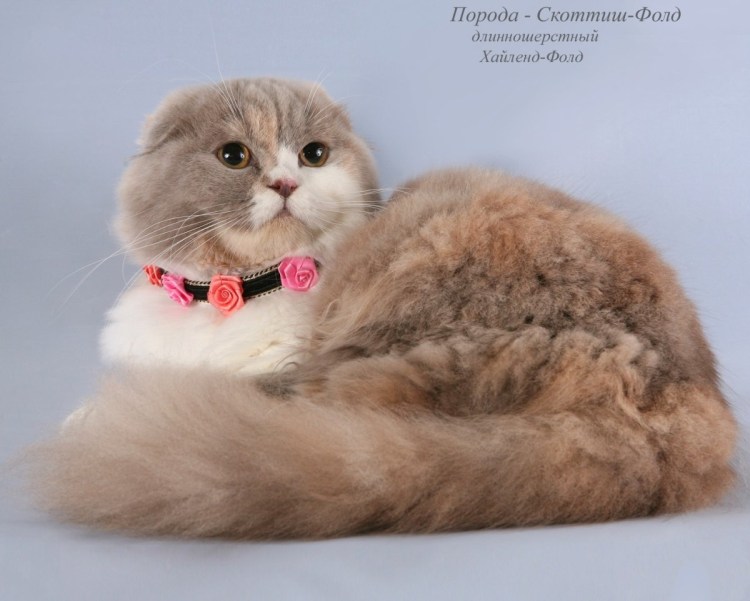 Хайленд фолд биколор