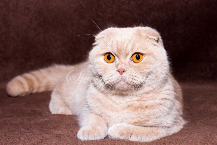 Scottish Fold gata