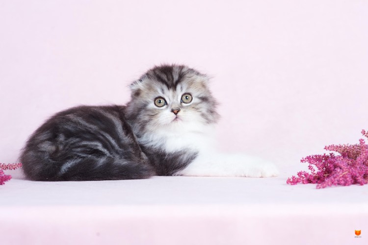 Highland Fold кошка