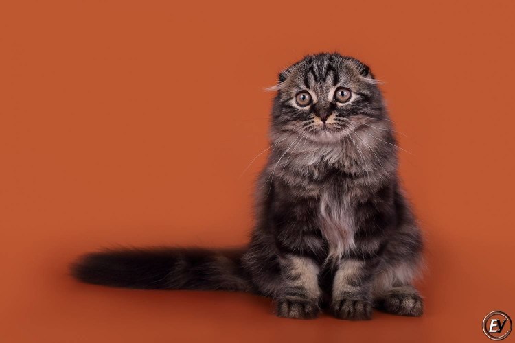 Шотландский вислоухий кот хайленд фолд