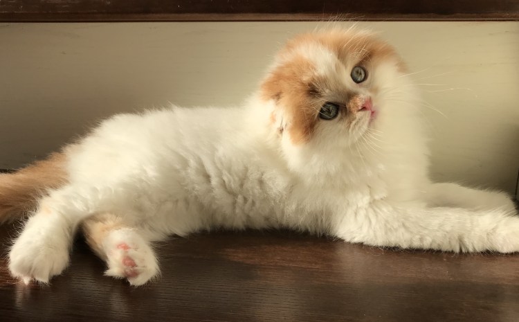 Хайленд фолд окрас красный серебристый Тоби Арлекин