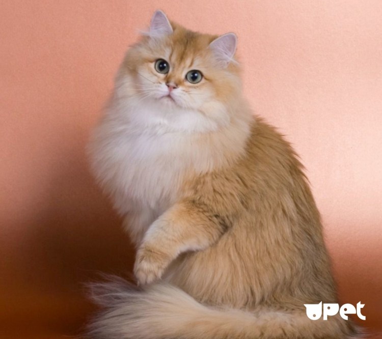 Британская длинношёрстная кошка