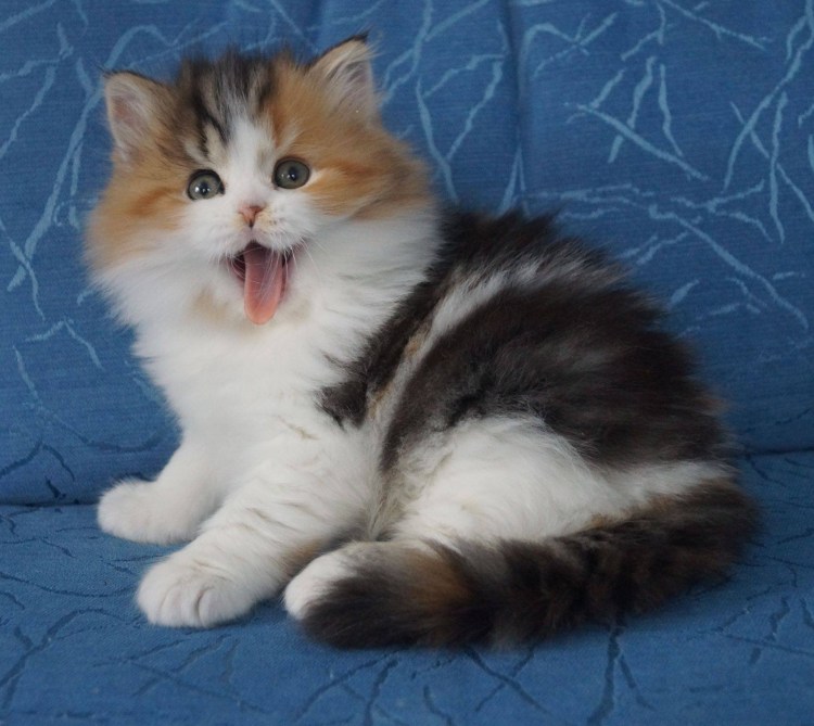 Шотландская кошка хайленд страйт