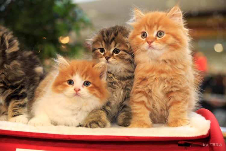 Кот хайленд страйт рыжий