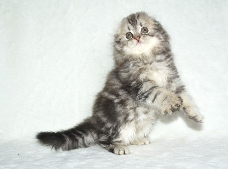 Вислоухий шотландский хайленд фолд табби