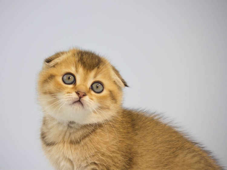 Сибирская вислоухая кошка