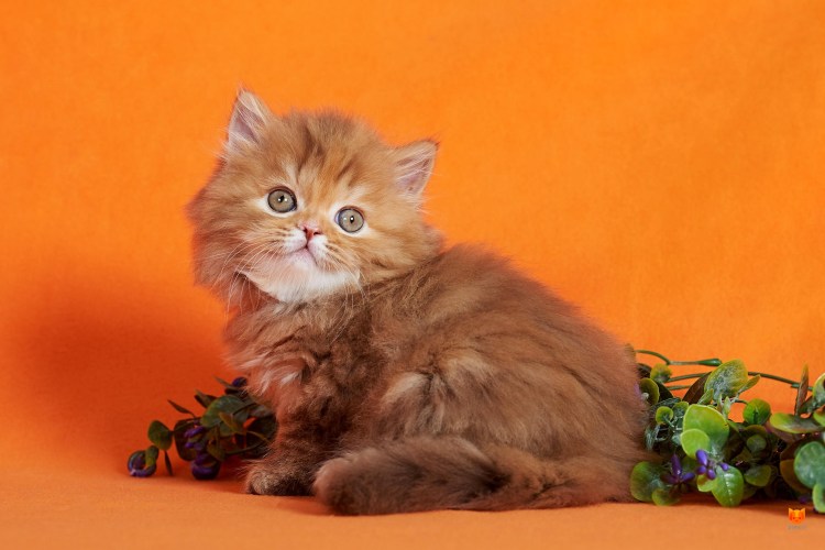 Шотландские котята хайленд страйт