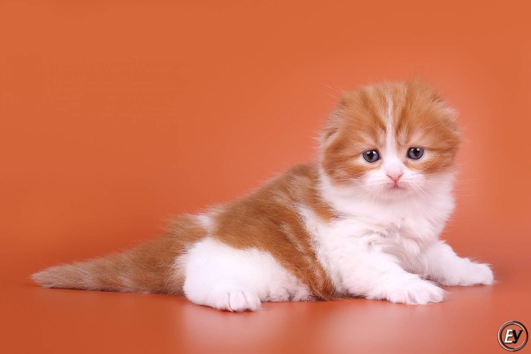 Хайленд фолд биколор