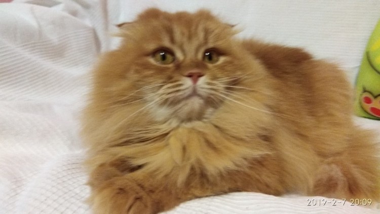 Шотландская хайленд фолд рыжий