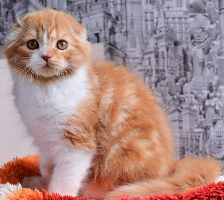 Шотландская хайленд фолд рыжий