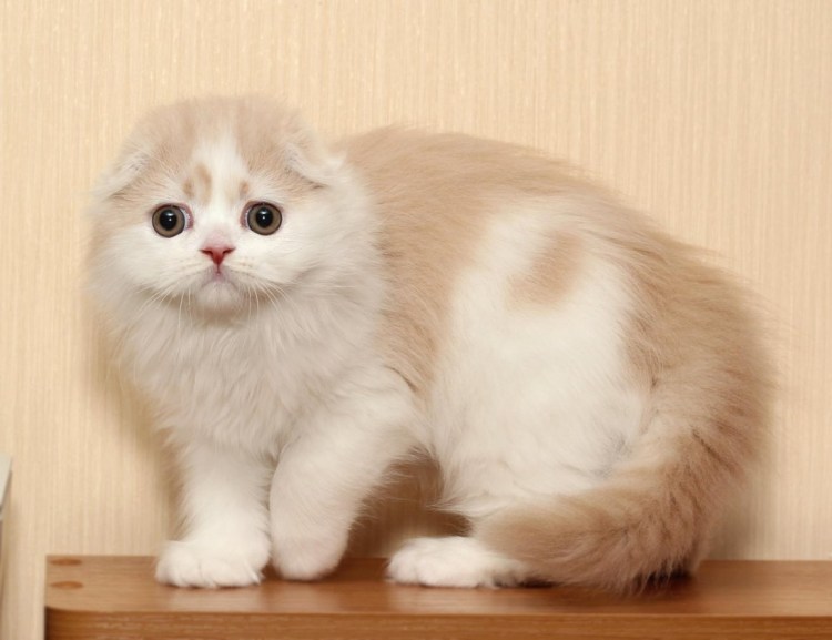 Хайленд-фолд котята