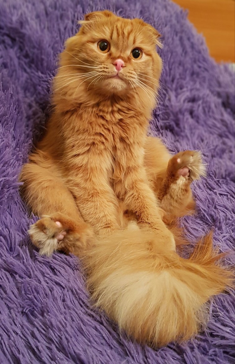 Шотландская вислоухая рыжая