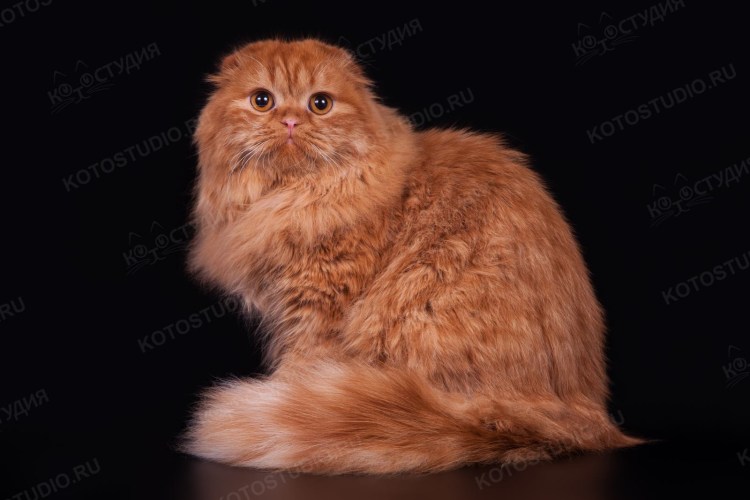 Шотландская вислоухая кот рыжий хайленд фолд