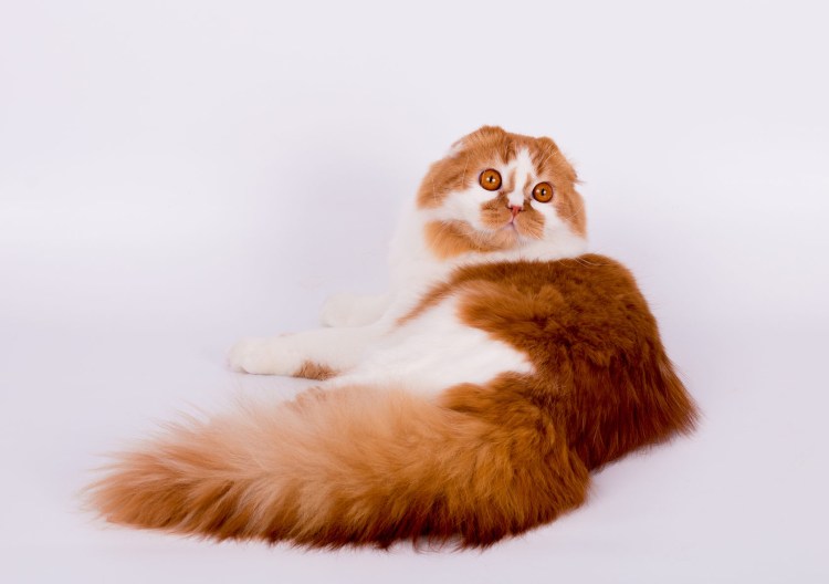 Хайленд фолд красный биколор