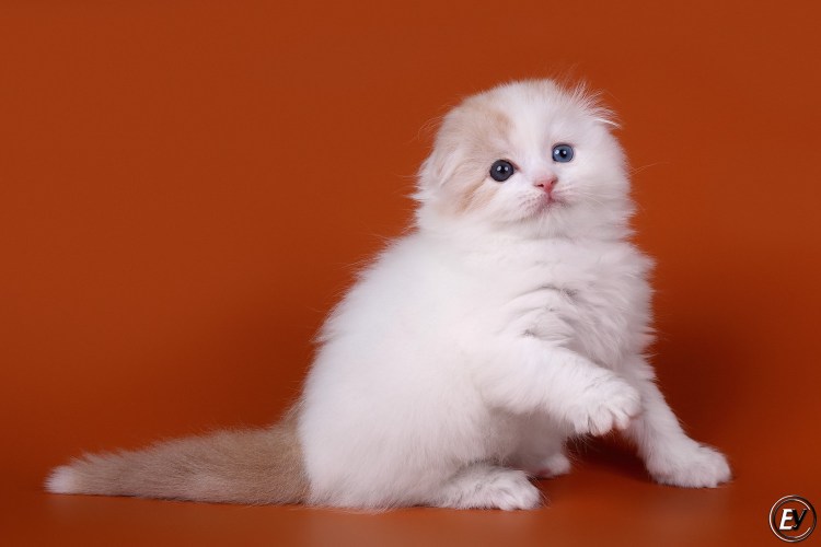 Хайленд фолд Триколор