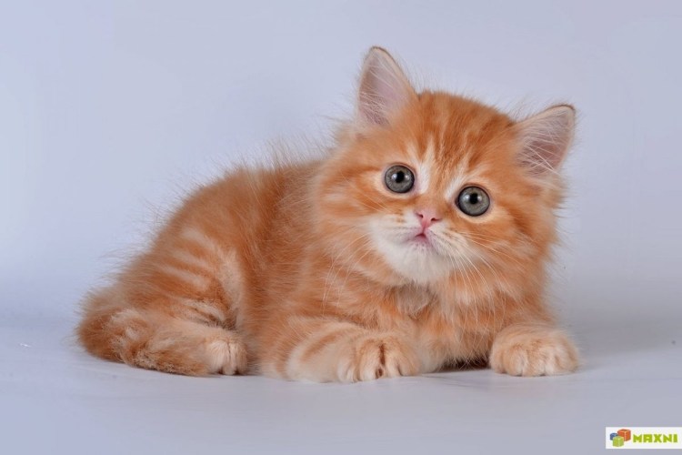 Шотландский скоттиш страйт рыжий