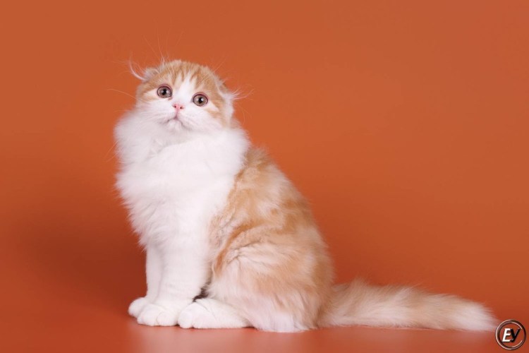 Скоттиш фолд рыжий длинношерстный