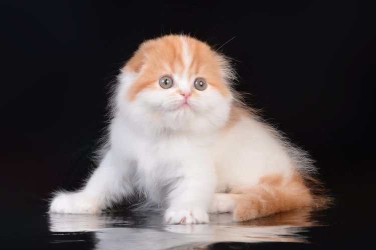 Хайленд-фолд Шотландская