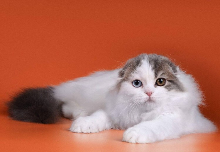 Шотландская кошка хайленд фолд