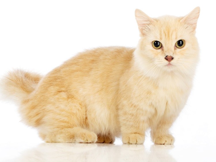 Манчкин кошка на белом фоне